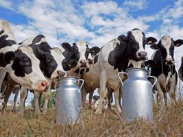 Diretor executivo do G100 analisa cenário da produção de leite para 2016/17