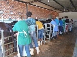 Curso de inseminação artificial em bovinos qualifica mais de 6700 produtores catarinenses