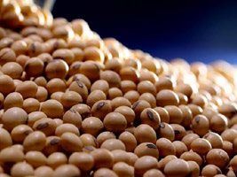 Relatório aponta condição climática como maior responsável por baixa produtividade de soja em Mato Grosso