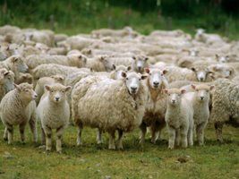 Seca afeta produção de ovinos em Minas Gerais