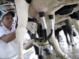 Fazenda que produz leite em 40 hectares é destaque em aula prática