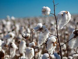 FMC apresenta soluções para o manejo do bicudo-do-algodoeiro no dia do algodão da Ampasul