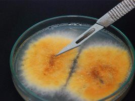 Tratamento de fungo de prego da recomendação do doutor