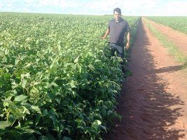 Consultor dobra produtividade da soja no Nordeste brasileiro