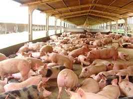 Cartilhas ensinam como cuidar de suínos desde a granja até os frigoríficos