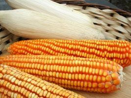 Área de milho é preparada, apesar de incertezas do mercado e do clima