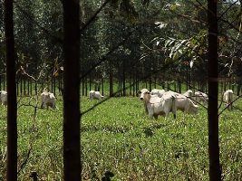 Mais Inovação termina programação de 2016 com dia de campo em Alcinópolis