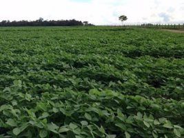 Governo autoriza renegociação de dívidas de produtores de soja no RS após chuvas excessivas