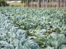 Valor Bruto da Produção do setor agropecuário deve fechar 2016 em R$ 542,2 bilhões