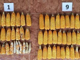 Ensaio pesquisa de commodities