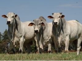 X Leilão Virtual CP CRV Lagoa já tem data marcada: 10 de dezembro