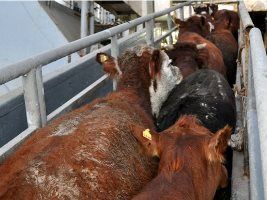 Em julho o Brasil exportou 18,1 mil cabeças de bovinos vivos