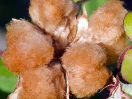 Produtores participam de curso de algodão colorido com especialista da Paraíba