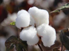 Aminoácidos contribuem para incremento de produtividade no algodão