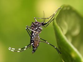 Mapa começa mutirão contra a dengue
