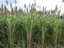 Circuito busca soluções para a perenização das pastagens no Norte de Minas