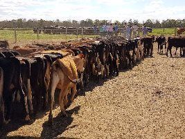 Fazenda no sudoeste baiano aplica método neozelandês na produção de leite