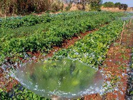 Estados constroem planos de agroecologia inspirados no Planapo