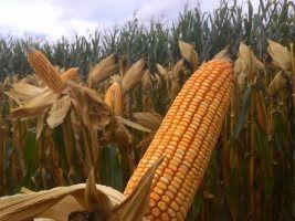 Monsanto destaca híbridos para o milho em Mato Grosso no Rally Agroeste