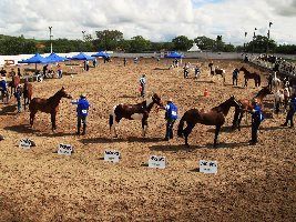 Festa do Cavalo sedia etapa final do Campeonato Nordestino do Cavalo Mangalarga Marchador
