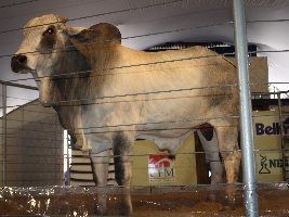 CFM vence mais de 1.500 touros Nelore CEIP em 2016