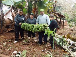 Família de Entre-Ijuís surpreende-se com resultado da produção de bananas