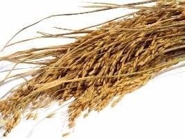 Simpósio destaca qualidade alimentícia do arroz