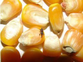 Universidade argentina cria biopesticida contra gorgulho do milho