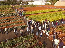 Dia de Campo da Agristar se consolida como um dos eventos mais importantes da horticultura