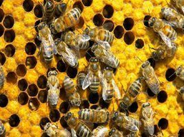Pesquisadora da Embrapa assina artigo na Science sobre dizimação de abelhas