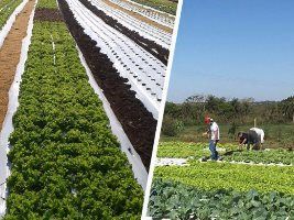 Produção de hortifrutigranjeiros do projeto Fazendinha começa a ser comercializada em Dourados