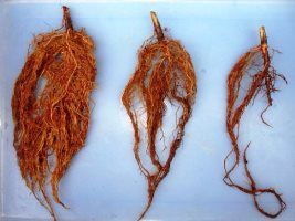 Simbiose lança NemaControl: biológico contra nematoide na soja