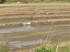 Dia de campo aborda plantio em áreas de várzea em Camaquã