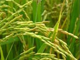 FMC leva soluções tecnológicas nas vitrines de arroz e soja no RS