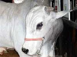 Exportações de carne bovina melhoram em abril, mas não superam o ano passado