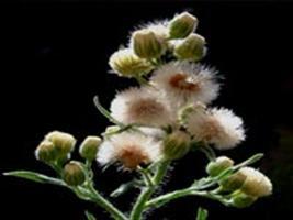 Resistência de Conyza canadensis e C. bonariensis ao glyphosate