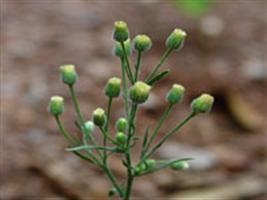 Resistência de Conyza canadensis e C. bonariensis ao glyphosate