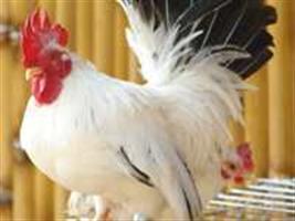 Norma altera procedimento para entrada de aves de um dia no país