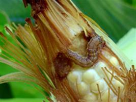 Novo biopesticida contra Helicoverpa armigera chega ao Brasil