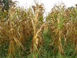 Mais de 400 pessoas participam de dia de campo da Embrapa sobre iLPF
