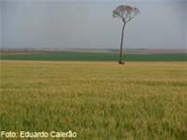 Safra de trigo no Cerrado 