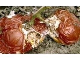 Produtores estão atentos à presença do fungo Rhizoctonia solani no algodoeiro em MS