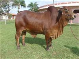 Primeiro leilão nacional de gado Sindi acontece na 77ª Expozebu