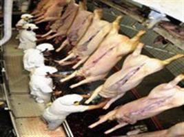 Exportações de carne suína aumentam 8,47% em volume em janeiro