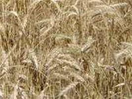 Efeito de fungicidas no controle de Fusarium graminearum, germinação, emergência e altura de trigo