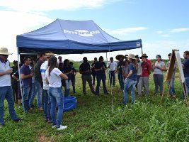 Alternativas para produção em terras baixas são apresentadas em Dia de Campo Embrapa/Irga