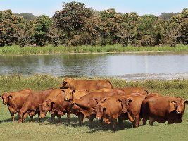 Doença trasmitida por carrapato está infectando bovinos do Pantanal de MS