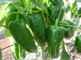 Empresa
            gaúcha lança novas variedades de pimentões híbridos