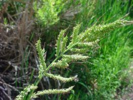 Indea autoriza registro dos herbicidas Stampir BR e Blazer Sol no MT