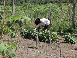 Propriedade diversifica a produção e garante lucro e renda para família rural